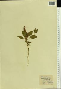Amaranthus cruentus L., Eastern Europe, South Ukrainian region (E12) (Ukraine)