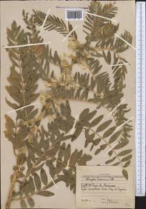 Astragalus sieversianus Pall., Middle Asia, Western Tian Shan & Karatau (M3) (Uzbekistan)