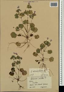 Geranium rotundifolium L., Crimea (KRYM) (Russia)