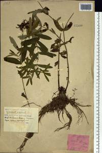 Hypericum ascyron L., Siberia, Russian Far East (S6) (Russia)