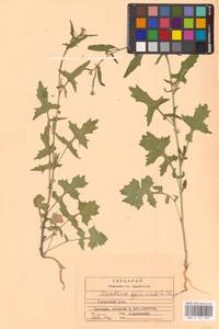 Sisymbrium officinale (L.) Scop., Eastern Europe, Central region (E4) (Russia)