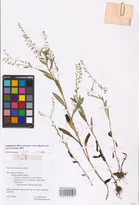 Myosotis nemorosa Besser, Eastern Europe, North-Western region (E2) (Russia)