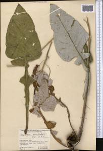 Alfredia acantholepis Kar. & Kir., Middle Asia, Pamir & Pamiro-Alai (M2) (Kyrgyzstan)