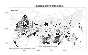 Juncus alpinoarticulatus Chaix, Atlas of the Russian Flora (FLORUS) (Russia)