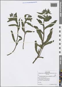 Lycopsis arvensis subsp. orientalis (L.) Kusn., Siberia, Western Siberia (S1) (Russia)