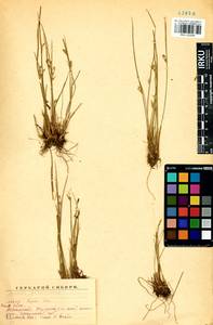 Juncus filiformis L., Siberia, Baikal & Transbaikal region (S4) (Russia)