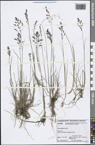 Poa arctica R.Br., Siberia, Central Siberia (S3) (Russia)