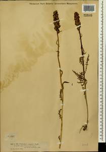Pedicularis compacta Stephan ex Willd., Siberia, Western (Kazakhstan) Altai Mountains (S2a) (Kazakhstan)