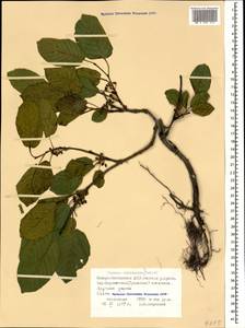 Atadinus microcarpus (Boiss.) Hauenschild, Caucasus, North Ossetia, Ingushetia & Chechnya (K1c) (Russia)