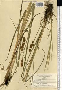 Carex vulpina L., Eastern Europe, Central region (E4) (Russia)