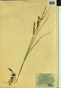 Carex rostrata Stokes, Siberia, Baikal & Transbaikal region (S4) (Russia)