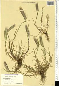 Hordeum murinum subsp. leporinum (Link) Arcang., Crimea (KRYM) (Russia)