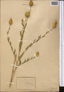Stizolophus balsamita (Lam.) K.Koch, Middle Asia, Northern & Central Tian Shan (M4) (Kazakhstan)