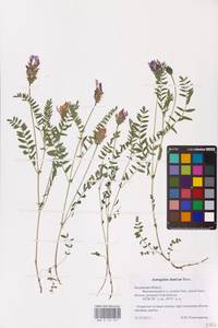 Astragalus danicus Retz., Eastern Europe, Central region (E4) (Russia)