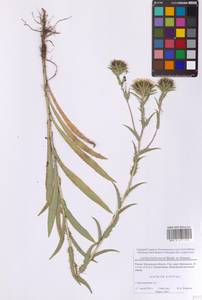 Carlina biebersteinii Bernh. ex Hornem., Eastern Europe, Moscow region (E4a) (Russia)