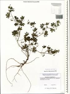 Geranium pusillum L., Caucasus, Azerbaijan (K6) (Azerbaijan)