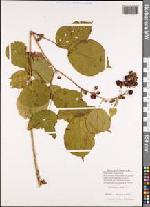 Rubus hirtus Waldst. & Kit., Caucasus, Stavropol Krai, Karachay-Cherkessia & Kabardino-Balkaria (K1b) (Russia)