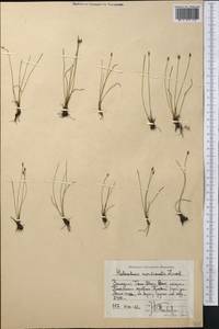 Eleocharis quinqueflora (Hartmann) O.Schwarz, Middle Asia, Caspian Ustyurt & Northern Aralia (M8) (Kazakhstan)