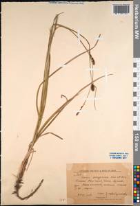 Carex songorica Kar. & Kir., Middle Asia, Western Tian Shan & Karatau (M3) (Kyrgyzstan)