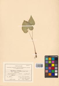 Maianthemum dilatatum (Alph.Wood) A.Nelson & J.F.Macbr., Siberia, Russian Far East (S6) (Russia)