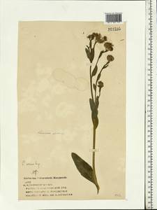 Cirsium arvense (L.) Scop., Eastern Europe, Volga-Kama region (E7) (Russia)