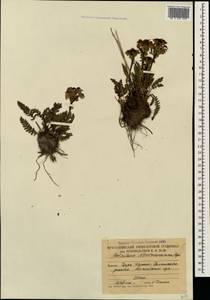 Pedicularis nordmanniana Bunge, Caucasus, South Ossetia (K4b) (South Ossetia)