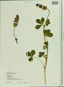 Trifolium incarnatum L., Eastern Europe, Central forest region (E5) (Russia)