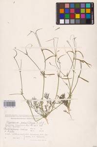 Hypecoum parviflorum Kar. & Kir., Middle Asia, Caspian Ustyurt & Northern Aralia (M8) (Kazakhstan)