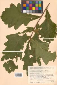 Quercus mongolica Fisch. ex Ledeb., Siberia, Russian Far East (S6) (Russia)