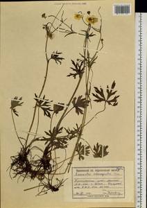 Ranunculus submarginatus Ovcz., Siberia, Central Siberia (S3) (Russia)