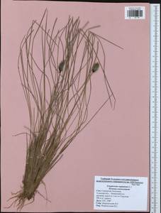 Eriophorum vaginatum L., Eastern Europe, Central region (E4) (Russia)