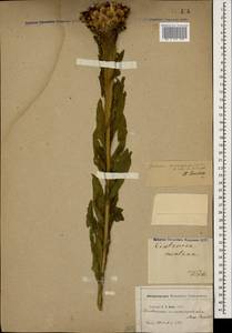 Centaurea macrocephala Muss. Puschk. ex Willd., Caucasus, Georgia (K4) (Georgia)