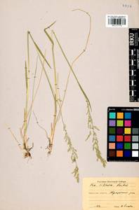 Poa sibirica Roshev., Siberia, Baikal & Transbaikal region (S4) (Russia)