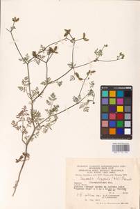 Caucalis platycarpos L., Eastern Europe, West Ukrainian region (E13) (Ukraine)