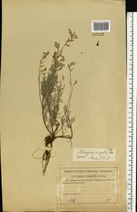 Astragalus varius, Eastern Europe, Lower Volga region (E9) (Russia)