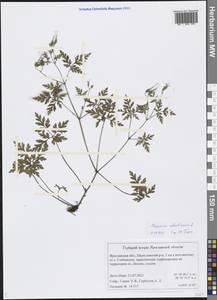 Geranium robertianum L., Eastern Europe, Central forest region (E5) (Russia)