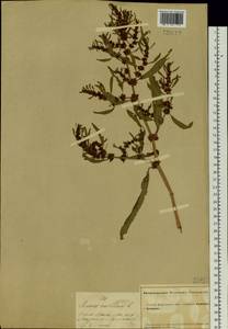 Rumex maritimus L., Siberia, Altai & Sayany Mountains (S2) (Russia)