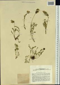 Oxytropis leucantha (Pall.)Bunge, Siberia, Chukotka & Kamchatka (S7) (Russia)