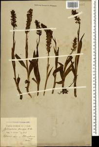 Gymnadenia conopsea (L.) R.Br., Caucasus, Krasnodar Krai & Adygea (K1a) (Russia)