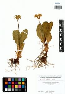 Primula elatior subsp. pallasii (Lehm.) W. W. Sm. & Forrest, Siberia, Altai & Sayany Mountains (S2) (Russia)