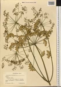 Heracleum sphondylium subsp. sibiricum (L.) Simonk., Eastern Europe, Latvia (E2b) (Latvia)