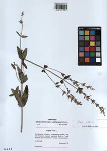 Nepeta nuda L., Siberia, Altai & Sayany Mountains (S2) (Russia)