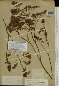 Limonium gmelini (Willd.) Kuntze, Siberia, Altai & Sayany Mountains (S2) (Russia)