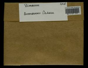 Dicranum, Bryophytes, Bryophytes - Baikal & Transbaikal regions (B18) (Russia)