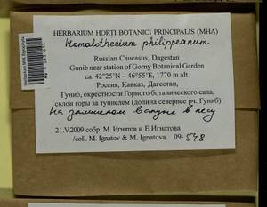 Homalothecium philippeanum (Spruce) Schimp., Bryophytes, Bryophytes - North Caucasus & Ciscaucasia (B12) (Russia)