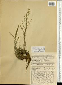Artemisia gracilescens Krasch. & Iljin, Mongolia (MONG) (Mongolia)