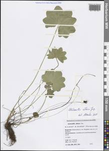 Alchemilla altaica Juz., Siberia, Baikal & Transbaikal region (S4) (Russia)