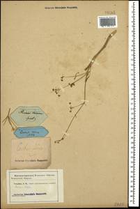 Prangos odontalgica (Pall.) Herrnst. & Heyn, Caucasus (no precise locality) (K0)