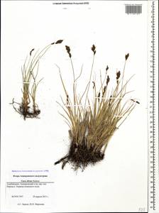 Carex divisa Huds., Caucasus, Azerbaijan (K6) (Azerbaijan)