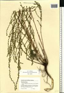 Artemisia marschalliana Spreng., Eastern Europe, Central forest-and-steppe region (E6) (Russia)